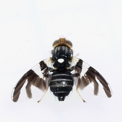 Rhagoletis pomonella