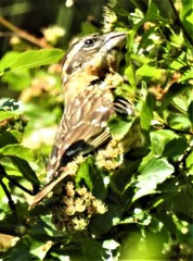 Pheucticus melanocephalus