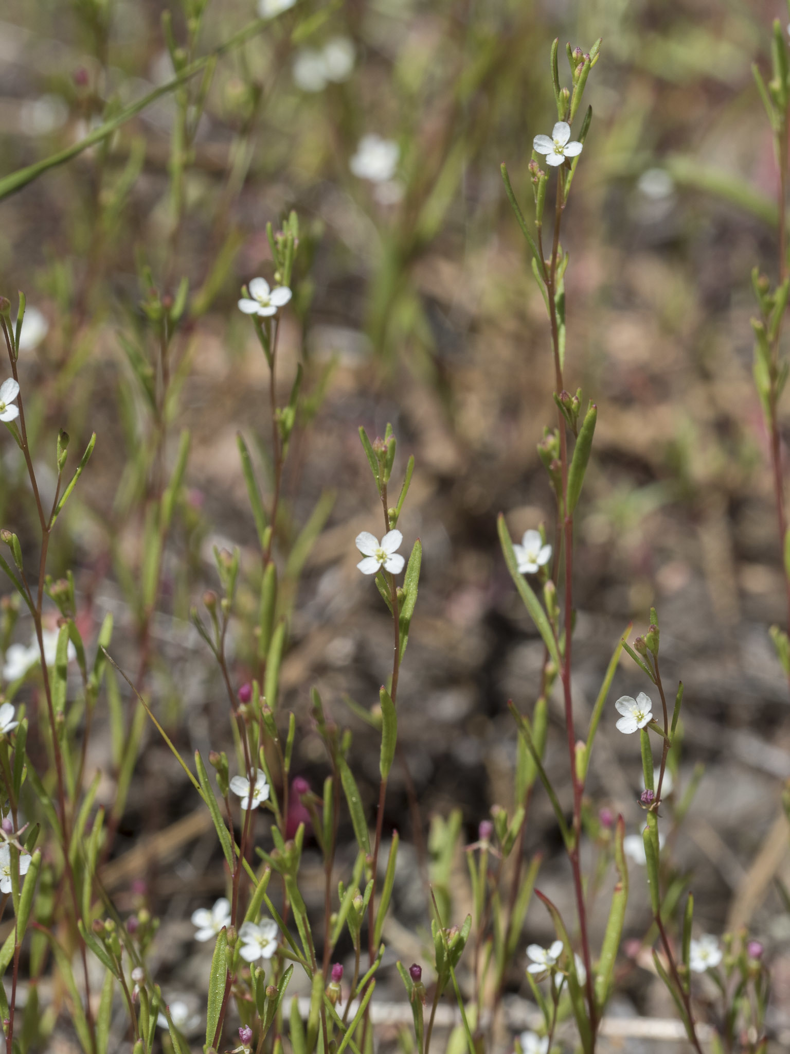 Gayophytum