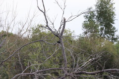 Icterus pyrrhopterus