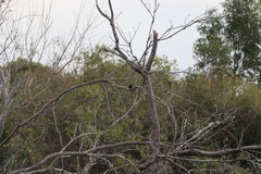 Icterus pyrrhopterus