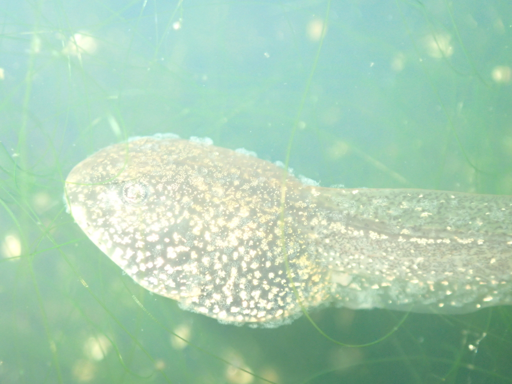 European Common Frog from 6232 Planina, Slowenien on May 20, 2022 at 02