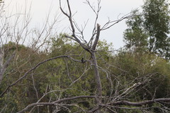 Icterus pyrrhopterus