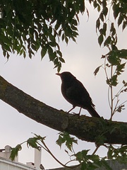 Turdus merula