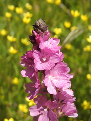 Sidalcea oregana