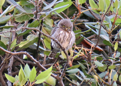 Glaucidium peruanum