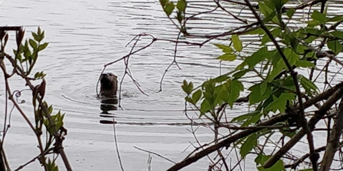 North American River Otter photographed in South Dakota