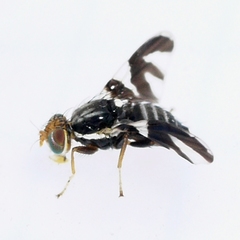 Rhagoletis pomonella