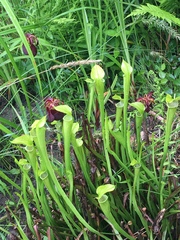 Sarracenia jonesii