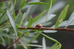 Harmonia axyridis