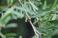 Harmonia axyridis