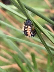 Harmonia axyridis