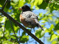 Turdus migratorius