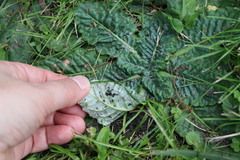 Chaptalia arechavaletae