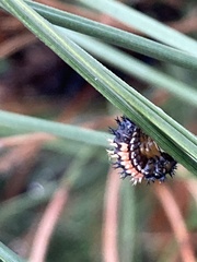 Harmonia axyridis