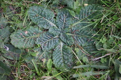 Chaptalia arechavaletae