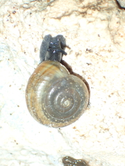 Campylaea illyrica