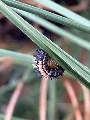 Harmonia axyridis