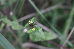 Calyptocarpus brasiliensis