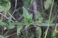 Calyptocarpus brasiliensis