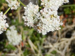 Sphaerophoria pyrrhina