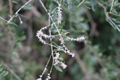 Aloysia gratissima