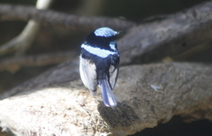 Malurus cyaneus cyanochlamys