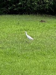 Bubulcus ibis