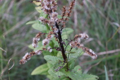Pterocaulon polystachyum