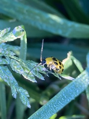 Diabrotica undecimpunctata