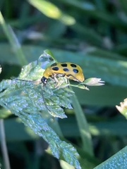Diabrotica undecimpunctata