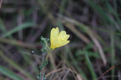Oenothera