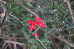 Glandularia peruviana