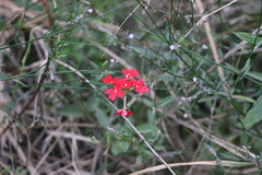 Glandularia peruviana