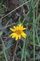 Aspilia montevidensis