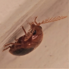 Prionocyphon discoideus
