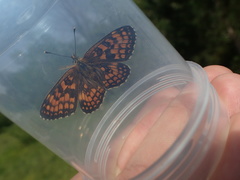 Melitaea deione