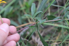 Aspilia montevidensis