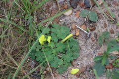 Oxalis