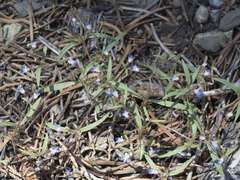 Collinsia torreyi wrightii
