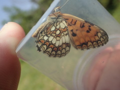 Melitaea deione