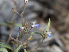 Collinsia torreyi wrightii