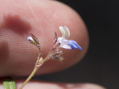 Collinsia torreyi wrightii