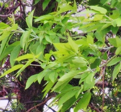 Salix alba alba