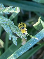 Diabrotica undecimpunctata