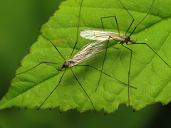 Tricyphona immaculata