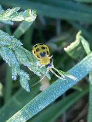 Diabrotica undecimpunctata