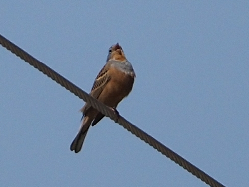 Escribano ceniciento (Emberiza caesia)
