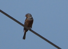 Emberiza caesia