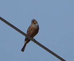 Emberiza caesia